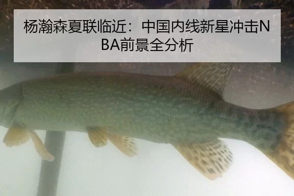 yang-han-sen-xia-lian-lin-jin-zhong-guo-nei-xian-xin-xing-chong-ji-qian-jing-quan-fen-xi-2-681.jpg